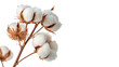 © Ivan - A close view of a cotton plant showcasing white fluffy bolls ready for harvest isolated on transparent background cut out