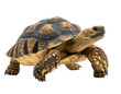 © justin - A solitary tortoise with a patterned shell stands on a dark background