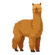 © GN.STUDIO - Cute fluffy brown alpaca with curly fur, cartoon style on white background. Concept of domestic animal, farm life. Vector illustration