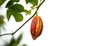 © TheWaterMeloonProjec - Cocoa pods on branch with green leaves isolated on background