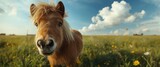 Charming Shetland pony featured in a summery photo