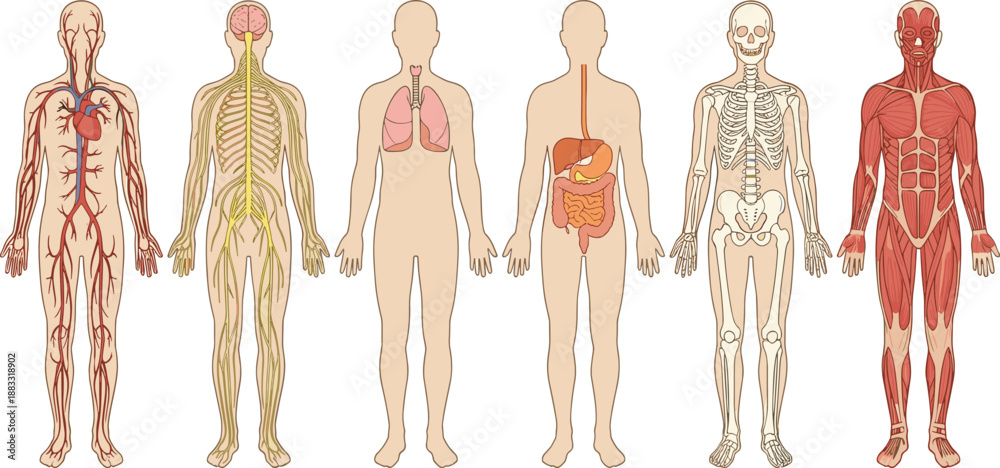 Set of Human Anatomy Body Systems Illustrations Including Skeletal ...