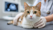 © Ruzana - Veterinary ultrasound exam on pregnant cat featuring caring hands in clinic setting