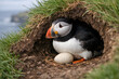© Jørgsson Photography - Ultra-realistic wildlife photo of an Atlantic puffin guarding its egg at a nesting burrow on a grassy Icelandic cliff in summer. Natural light, sharp focus, authentic breeding behavior.