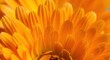 © tpadobestock - Close macro view capturing the delicate, fibrous texture and vibrant orange color of fresh calendula petals, yellow, garden, vibrant