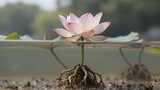 Delicate pink and white lotus flower blooming with visible roots underwater in a pond