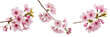 © Ganesha - Beautiful pink cherry blossom branches set isolated on white background