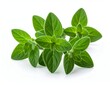 © RADEA STUDIO  - Fresh Oregano Sprigs - Aromatic Herb for Culinary Delights.