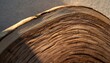 © ASAD - Extreme close-up macro shot of a freshly cut tree log cross-section revealing intricate, wavy growth rings and rich wood grain texture illuminated by warm side lighting.