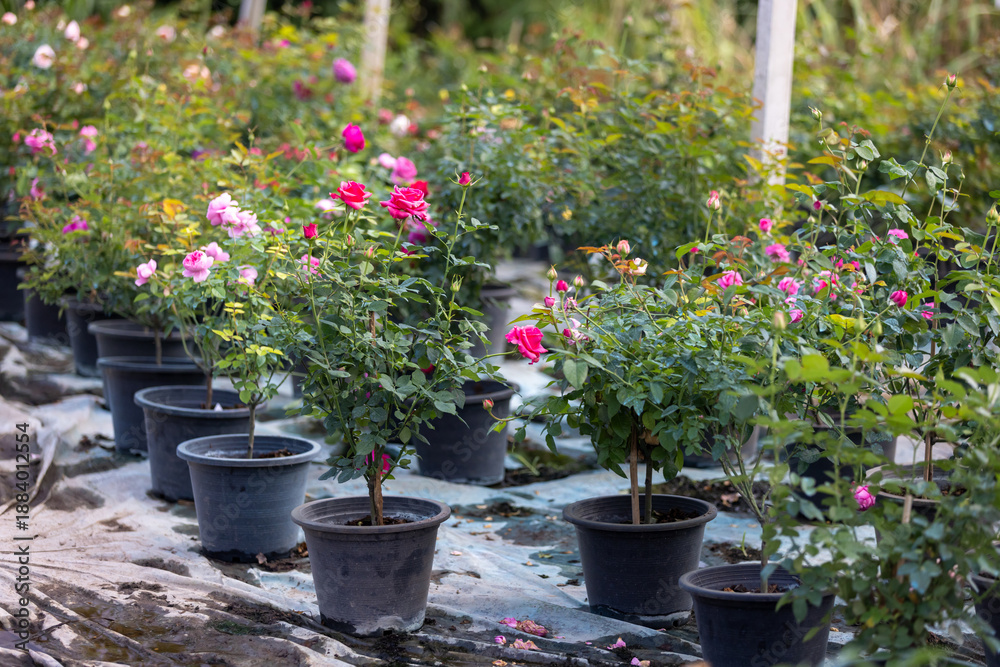 Potted Rose Plants in Nursery Garden for Commercial Cultivation Stock ...