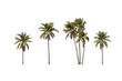 © 沈军 贡 - Five coconut palm trees displayed against a clean white background, showcasing their tropical foliage and slender trunks. Ideal for nature and botanical themes.
