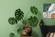 © Pixel-Shot - Monstera houseplant and armchair near green wall