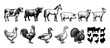 © Mister - Collection of hand-drawn farm animal illustrations in a detailed vintage engraving style, featuring livestock and poultry with a corresponding set of black silhouettes