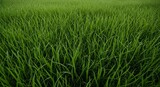 Lush green grass field background with vibrant foliage and natural texture
