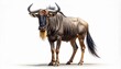 © mienakae - A full-body portrait of a majestic African Wildebeest, also known as a Gnu, standing proudly and looking directly at the camera. This detailed wildlife animal is isolated on a clean white background.