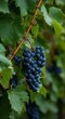 © dadtophoto - Nahaufnahme reifer blauer Weintrauben, die an einem sonnigen Herbsttag im Weinberg zwischen grünen Blättern hängen und zur Lese bereit sind, Weinrebe, Dolden, Reif