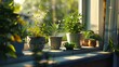 © Xfinity Stock - A photo of a small herb garden on a windowsill