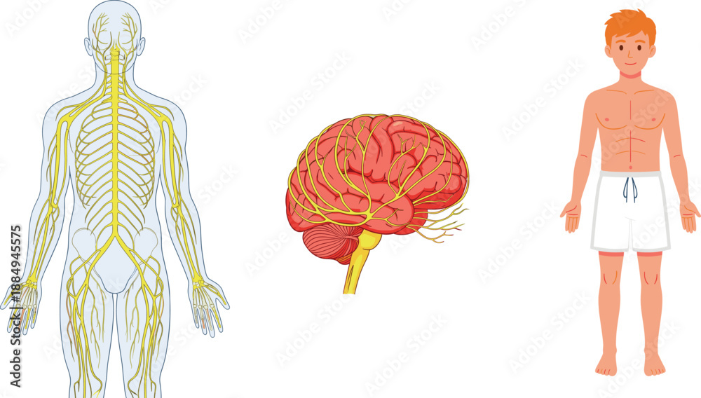 Human Nervous System Anatomy Illustration Showing Brain Neural Pathways ...