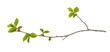 © Ortis - Spring branch with fresh green leaves and bourgeons isolated on white or transparent background