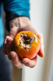 Mans hand holding a ripe persimmon fruit, kaki