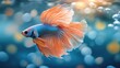 © Suphawan - Vibrant Betta Fish Gliding Gracefully Through Clear Water with Colorful Bokeh Background and Bubbles Creating an Underwater Wonderland Atmosphere
