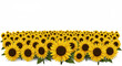 © Nguyen - Ein leuchtendes Sonnenblumenfeld praesentiert sich in intensivem Gelb perfekt freigestellt auf reinweissem Hintergrund