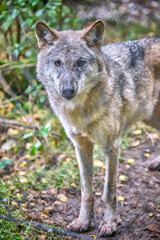  Europäischer Wolf ( Canis lupus ).