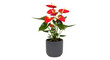 © yevhen89 - Red anthurium plant with green leaves in a dark gray pot, cut out, stock png, isolated on transparent background