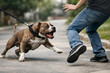 © Image Kit - Dog Attack with Lunging Pit Bull, Personal Injury Concept, Aggressive Dog