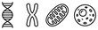 © GoDesigner - Cell biology outline dna chromosome mitochondrion and basic cell structure scientific drawing