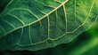 © Aziz - Closeup of a green leaf with veins 1.