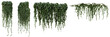 © PlantAndFlowerPNG - photograph of lush green ivy vines, hanging naturally, isolated on a transparent background, perfect for design elements or architectural accents.