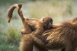 © Travel 'n' Lifestyle - View of a baby monkey clings tightly to its mother's back, their fur a warm contrast against the soft green of the Ethiopian highlands, Amhara, Ethiopia.
