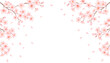 © fromage - Cherry blossom branches and falling petals frame on white background. Spring sakura vector illustration.