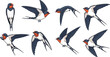 © KP Studio - Flying swallow bird vector set with different wing positions realistic wildlife illustration isolated