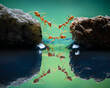 © Travel 'n' Lifestyle - View of teamwork as red ants create a bridge between jagged rocks over still water, their reflections mirroring the scene, Batam, Batam, indonesia.