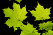 © leopictures - Green maple leaves glow green against a dark background in autumn.