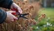 © Maryna - Gardener trims dead blooms on dry plant with sharp pruners in soft winter light. Person does garden work, tidies bush and prepares yard for spring renewal.