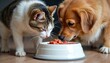 © Vadym - Cat and dog eat together from one white bowl of meat. Animals focus on food, sharing meal on floor. Domestic pets coexist peacefully, enjoying nourishment.
