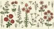 © lananh - Beautifully hand drawn vintage botanical illustrations vividly portray diverse blooming flowers. AI Generated