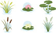© EdGe Creative - Aquatic pond plants vector set with water lilies reeds cattails and floating leaves botanical illustration isolated