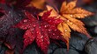 © horizon - Close up macro shot of wet autumn maple leaves on dark ground displaying vibrant red and orange colors covered in fresh rain water drops.