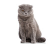 © Viorel Sima - Suspicious grey scottish fold cat sitting and winking