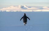 Rear View of a Penguin Running Toward Distant Mountains Across an Open Antarctic Landscape