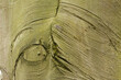 © Rebecca - Bark of the European beech, fine horizontal lines in the tree bark, gray-brown grooved structure, Fagus sylvatica
