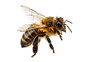 © Danial.Mehedi - Detailed Honey Bee Insect with Wings and Stripes on Black Background graphic