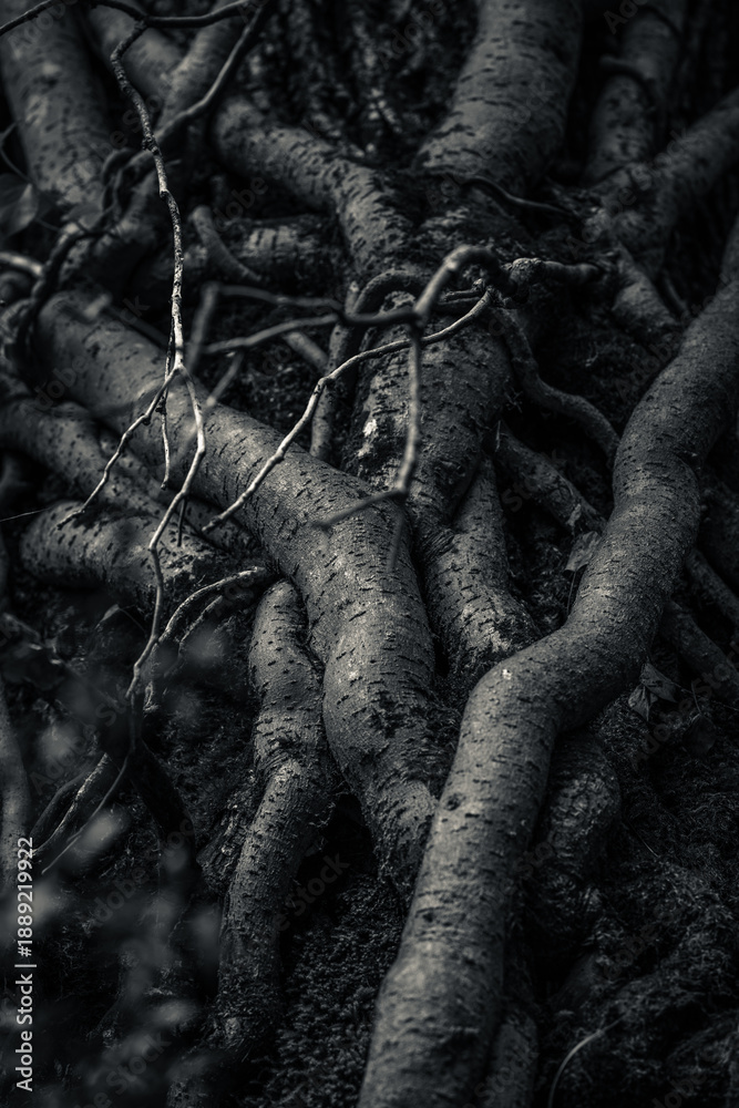 Dark style of ivy things that look like roots climbing on an oak tree ...