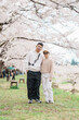 © Jo Panuwat D - Couple tourist sightseeing Sakura Cherry Blossom in Spring. Happy traveler travel near Hinokinai River riverbank in Kakunodate town, Semboku District, Akita Prefecture, Japan. Landmark and Vacation