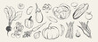 © Anna Volkova - Fresh vegetables hand drawn collection, Farm ingredient line art vector set, organic food sketches for menu and kitchen design