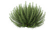 © yevhen89 - Fresh green rosemary plant full bush with fragrant leaves, cut out, stock png, isolated on transparent background
